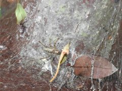 Dendrolycosa robusta