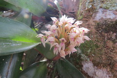 Maxillaria densa