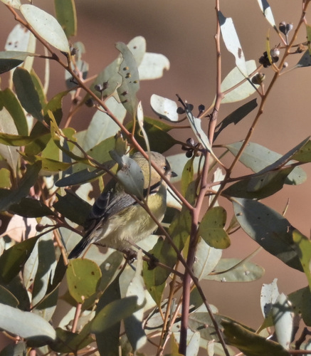 Weebill