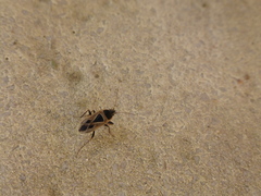 Xanthochilus