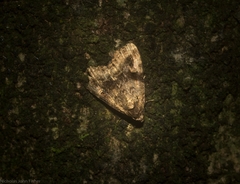 Pyripnoa auricularia