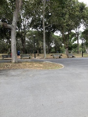 Lutrogale perspicillata