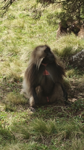 Northern Gelada