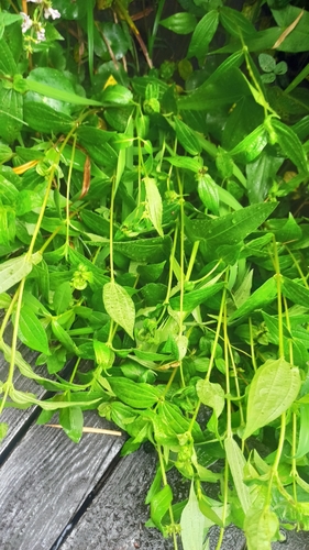 Hairy Pouzolz's Bush