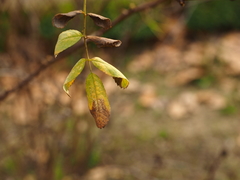 Rosa hemisphaerica