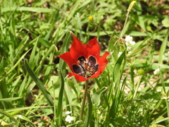 Tulipa agenensis
