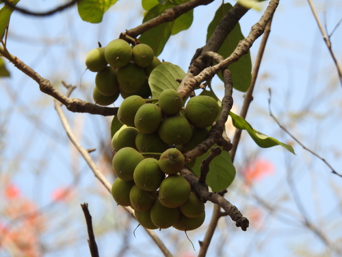 Careya arborea, photograph 3