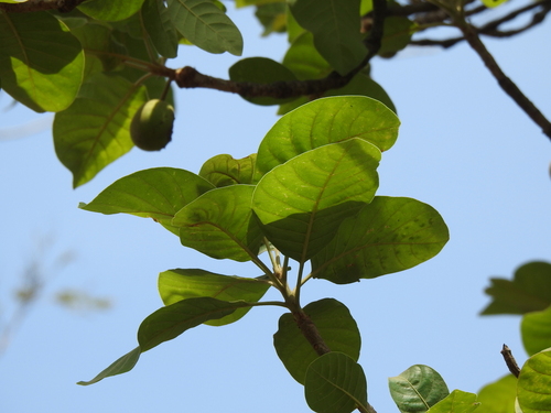 Careya arborea, photograph 4