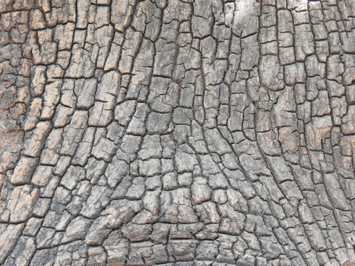 Careya arborea, photograph 5