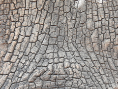 Careya arborea, photograph author not stated, no rights reserved