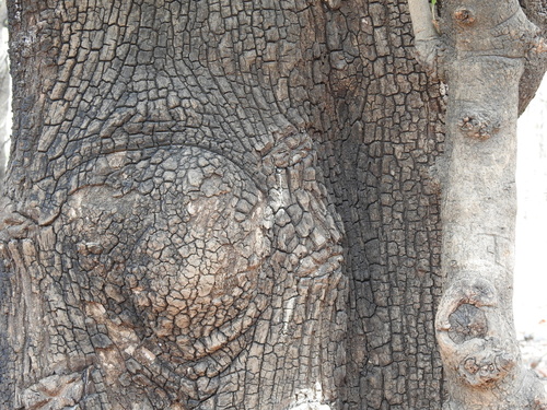 Careya arborea, photograph 6