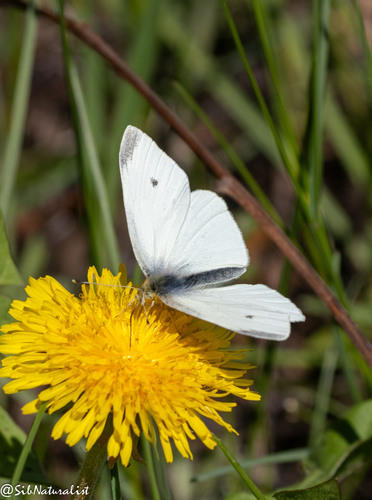Small White