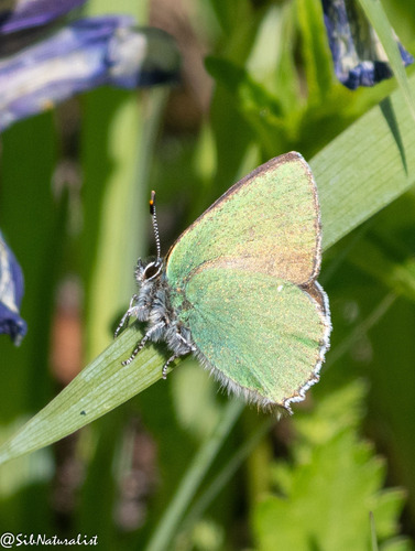 Green Hairstreak
