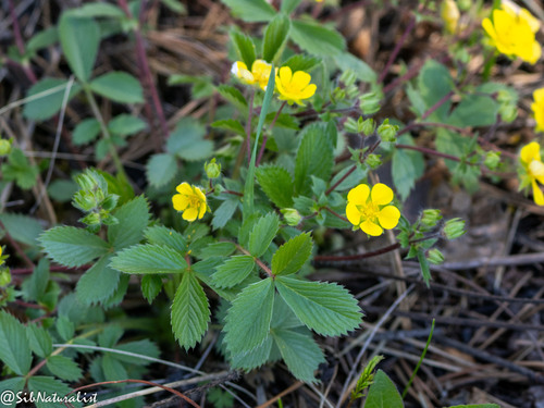 Sunny-place cinquefoil