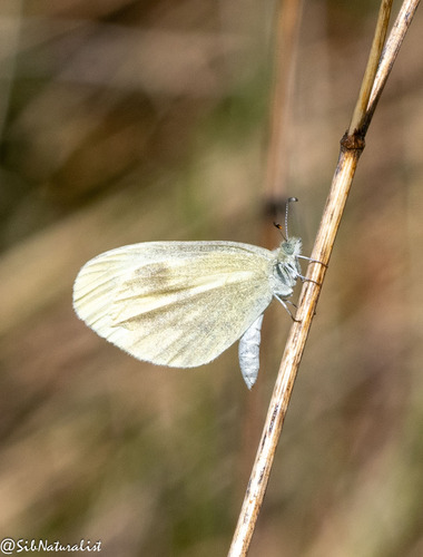 Wood White