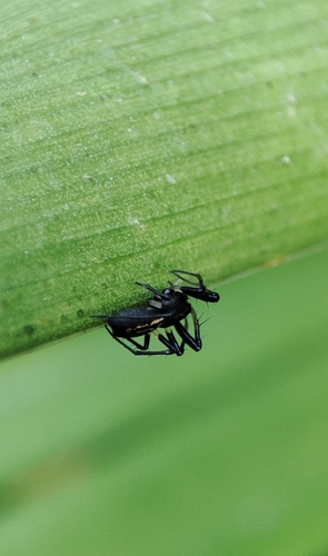 Hypsosinga lithyphantoides