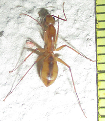 Camponotus hova