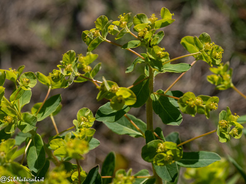 Euphorbia jenisseiensis