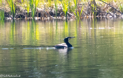 Great Cormorant