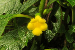 Gesnerieae