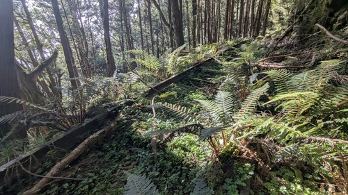 Polystichum parvipinnulum, photograph 4