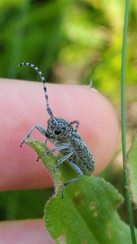 Pilemia tigrina