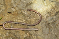 Amerotyphlops tycherus