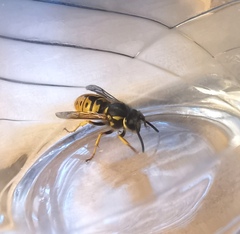 Vespula germanica