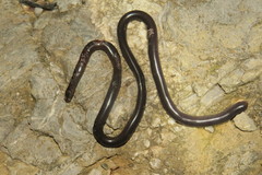 Amerotyphlops tycherus
