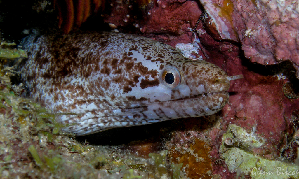 Bar-Tail Moray