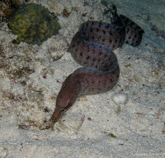 Gymnothorax zonipectis