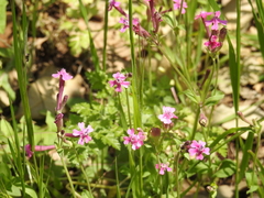 Silene aegyptiaca