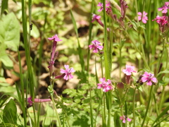 Silene aegyptiaca