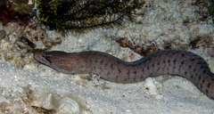 Gymnothorax zonipectis