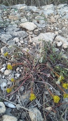 Euphorbia petrophila