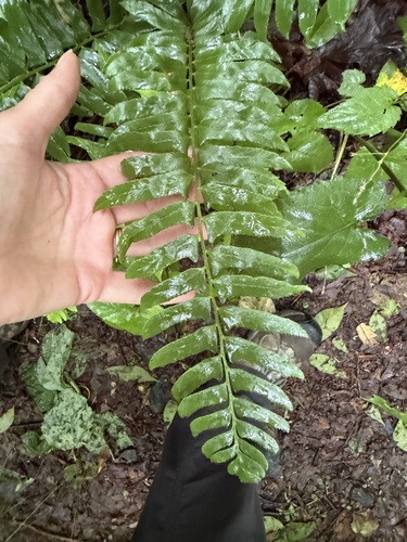 Christmas fern