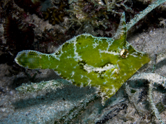 Acreichthys tomentosus