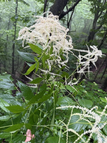 Goatsbeard