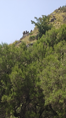 Hamadryas Baboon