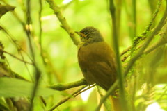 Anabacerthia variegaticeps