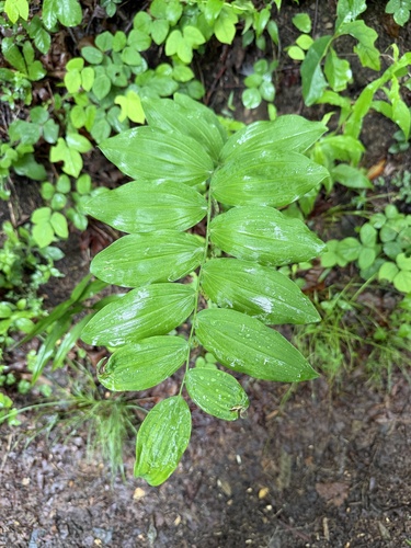 smooth Solomon's seal