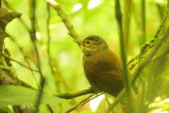 Anabacerthia variegaticeps