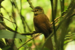 Anabacerthia variegaticeps