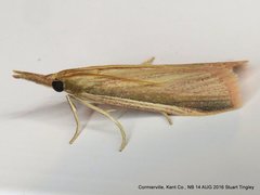 Peoria gematella