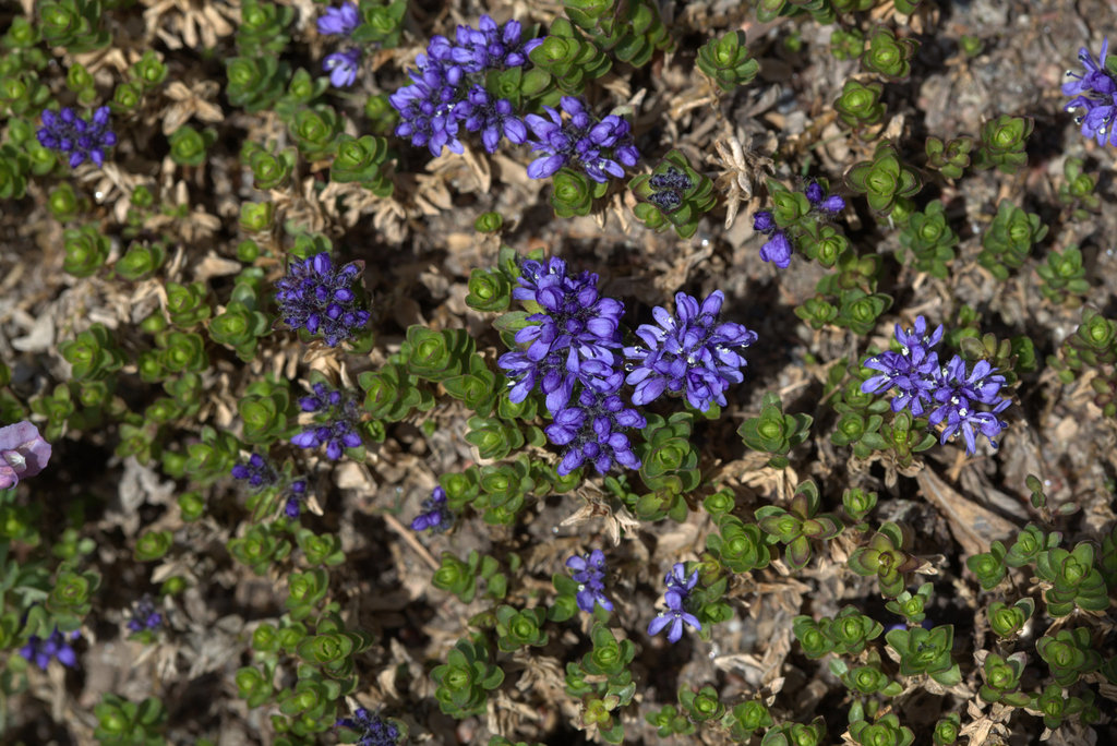 Veronica thessalica