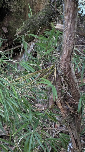 Dendrobium moniliforme, photograph 5