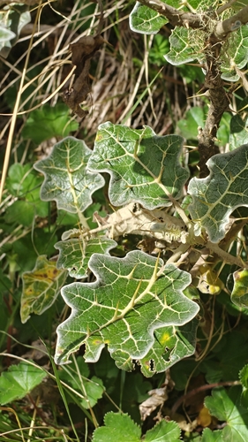 white-margined nightshade