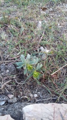 Euphorbia glareosa