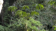 Heptapleurum taiwanianum, photograph (c) Cheng-Te Hsu, some rights reserved (CC BY)