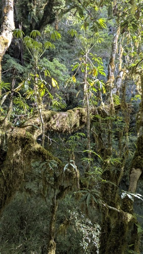 Heptapleurum taiwanianum, photograph 3